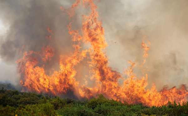 Un incendie ravage plus de 200 hectares à La Réunion