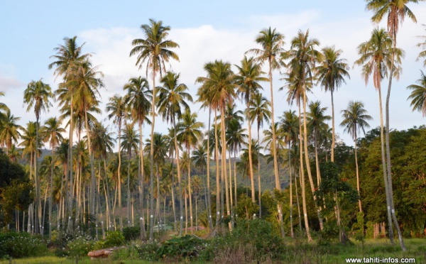 Les cocotoraies polynésiennes à la loupe