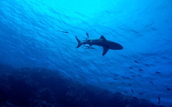 La Colombie interdira tout type de pêche au requin