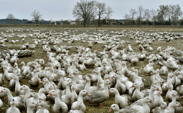 Grippe aviaire: un premier élevage de canards contaminé dans les Landes