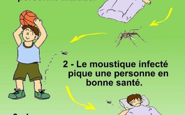 Dengue : le vrai et le faux sur le virus et la maladie