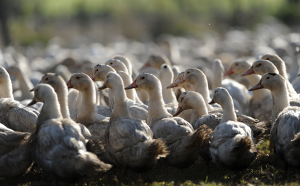 Grippe aviaire: "des centaines de milliers" de canards prochainement abattus