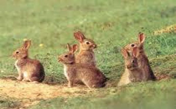 Mortel week-end de Pâques pour 18 000 lapins néo-zélandais