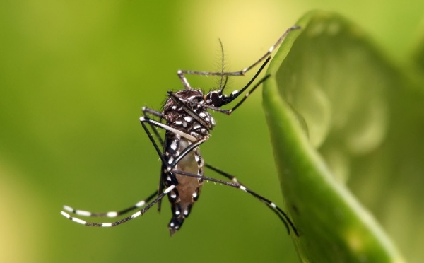 Dengue : 53 cas confirmés au total, mais un ralentissement syndromique