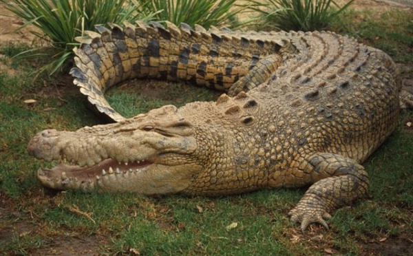 Australie: un Français pris à la tête par un crocodile se libère à coups de poing