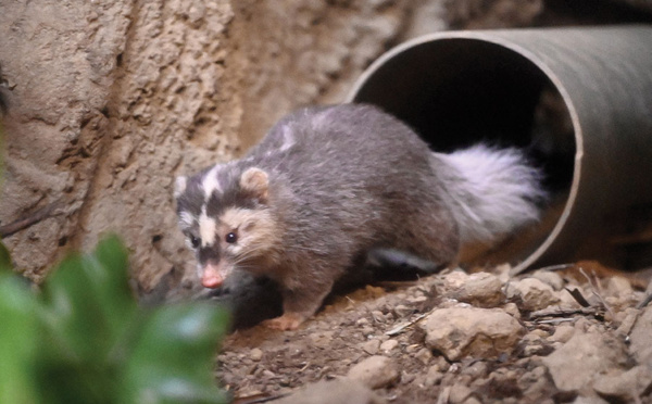 Le blaireau-furet, un suspect dans la transmission du coronavirus