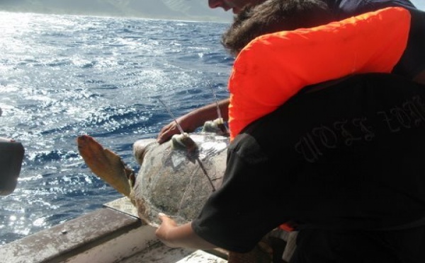 « Ariti, la tortue, prend le large »