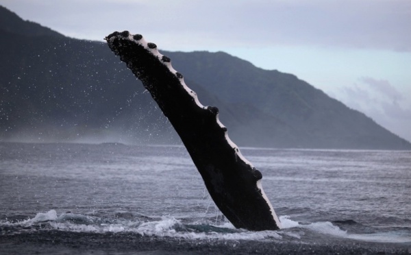 Biodiversité locale : Les baleines...et les orques sont arrivés !