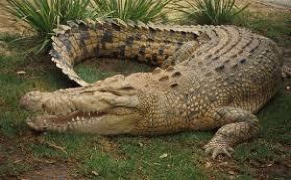 Australie: un homme de 24 ans emporté par un crocodile sous les yeux de ses amis