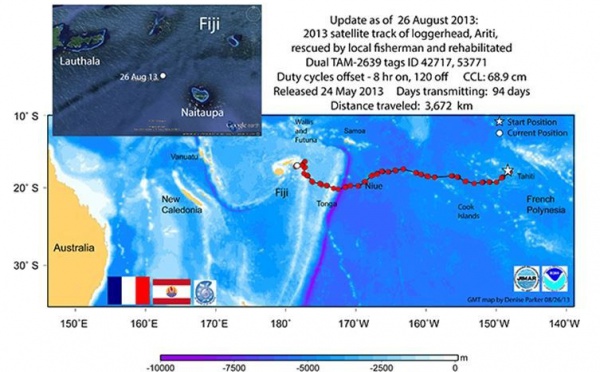 La tortue Ariti toujours à Fidji