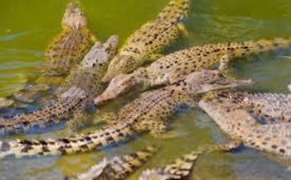 Crocodiles en série en Australie