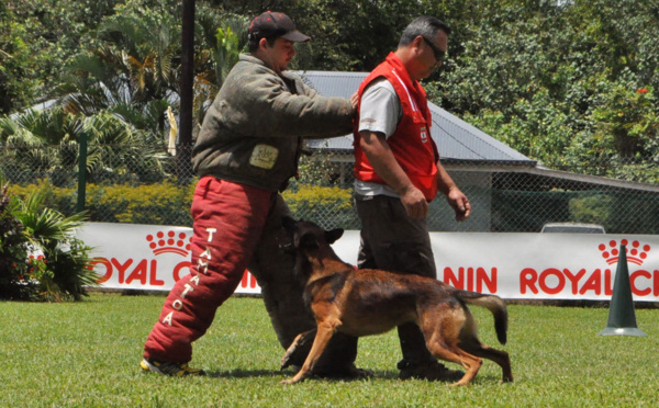 Carbone des Malistaffs - Champion de Polynésie de chien de défense 2013