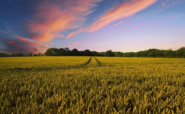 L'Hexagone a perdu 100.000 exploitations agricoles en 10 ans