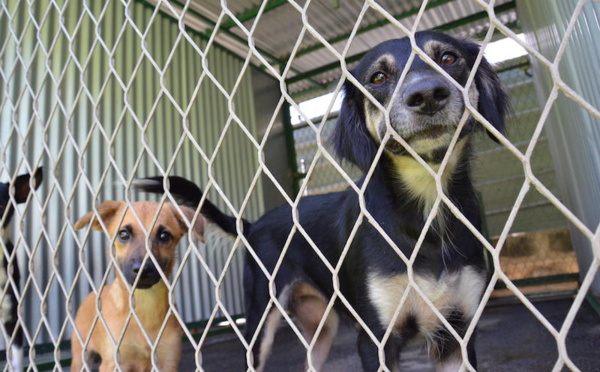 ​Transport d'animaux vers le fenua : GIP sanctionnée pour abus de position dominante