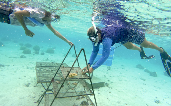 ​À Raiatea, une association qui "kiff le reef"