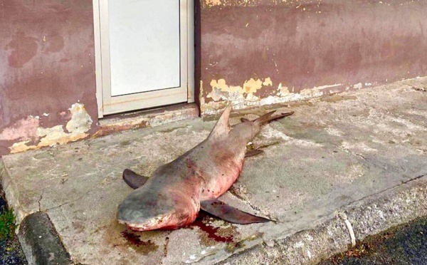 ​Huahine : Incompréhension après la découverte d'un requin mort