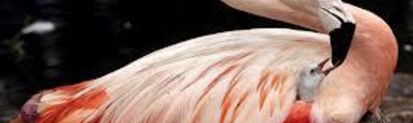 Le plus vieux flamant rose du monde s'éteint à l'âge de 83 ans