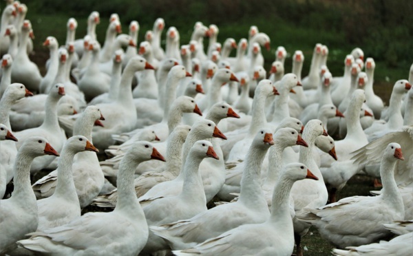 Grippe aviaire: des millions d'animaux à abattre dans le Grand Ouest