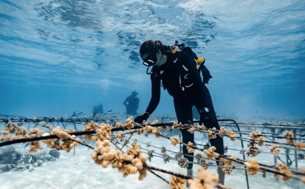 2021, année folle pour Coral Gardeners