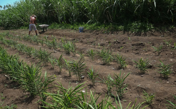 Agriculteurs, déclarez vos recettes