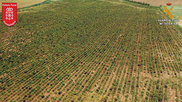 Une immense ferme de 415.000 plants de cannabis démantelée en Espagne