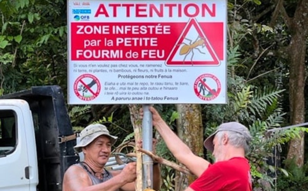 Alerte à la petite fourmi de feu à Raiatea