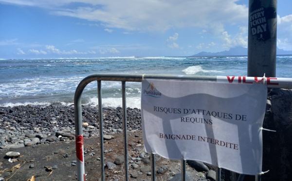 Après l'attaque de requin, les clubs de plongée démentent tout "shark feeding"