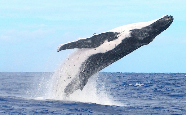 L’apparente précocité des baleines interroge