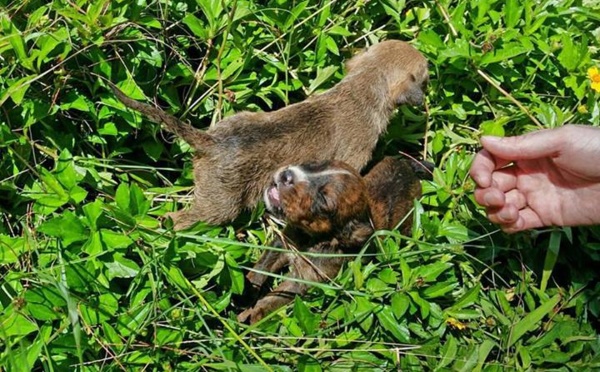 Protection des animaux: Une photo sur la page facebook de Ken Cartler fait le buzz