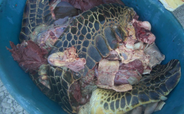 Deux mois de sursis pour 4 kg de viande de tortue