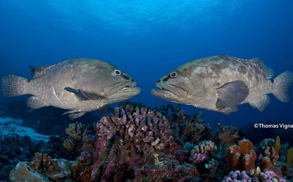 Millimages pour dire la beauté fragile des récifs