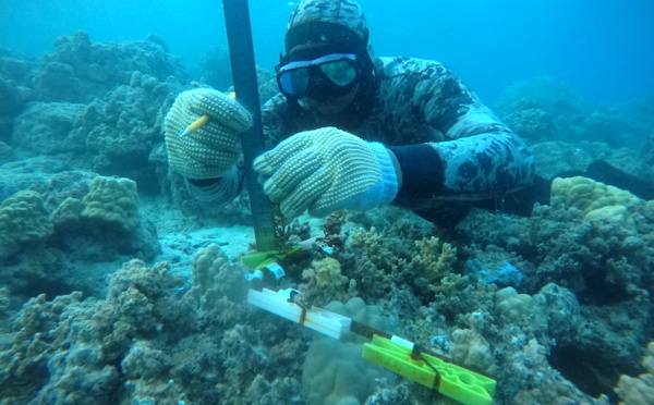 Les pêcheurs de Moorea, informateurs des chercheurs