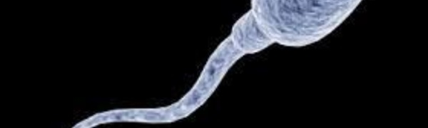 Des spermatozoïdes vieux de 17 millions d'années découverts en Australie