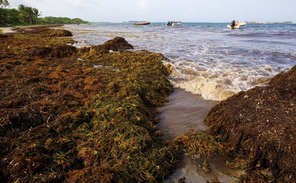 Algues aux Antilles: d'ici octobre un "service public anti-sargasses"