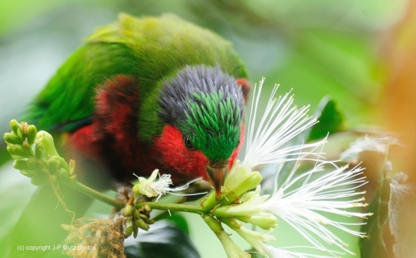 Les habitants de Rimatara veulent sauver le plus bel oiseau de Polynésie