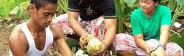 La cuisine samoane honorée sur la scène mondiale