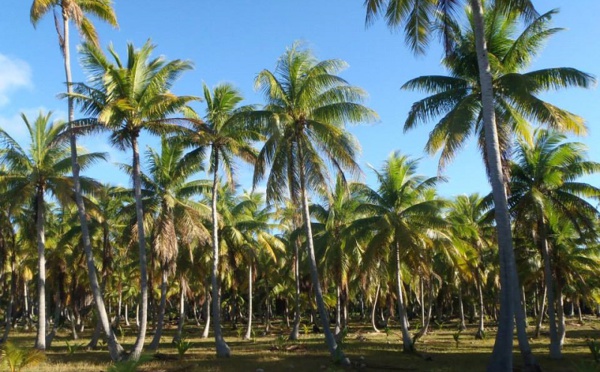 Les cocotiers recensés eux aussi