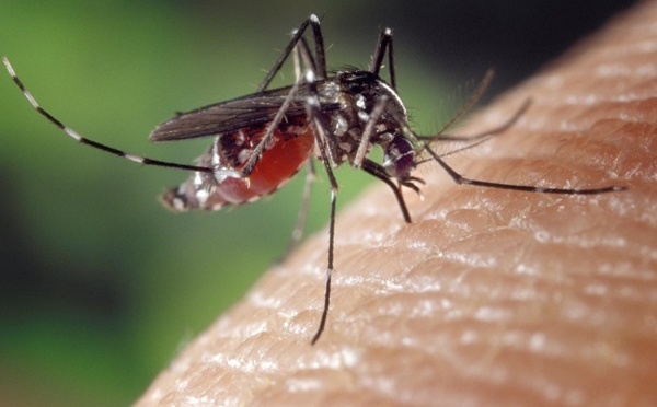 Chikungunya : retarder au maximum la propagation du virus