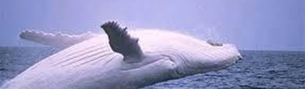 Une baleine à la peau de porcelaine aperçue au large de Sydney