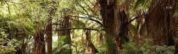 Patrimoine mondial: l'Unesco refuse de déclasser des forêts australiennes