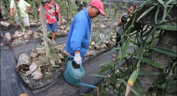 La Vanille de Tahiti : la relance