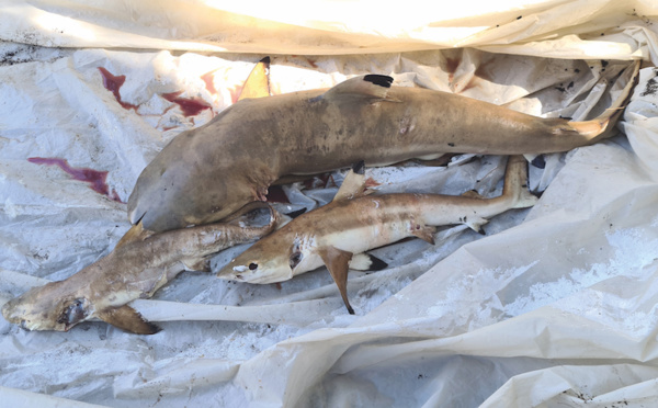 ​Trois requins pointe noire retrouvés morts à la Pointe Vénus