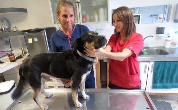 Objectif 700 chiens ou chats stérilisés à Moorea