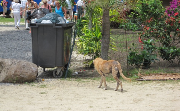 Une touriste américaine attaquée par 4 chiens à Bora Bora pendant son jogging