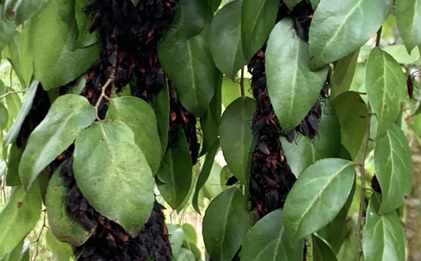 Invasion de punaises noires à Ua Pou