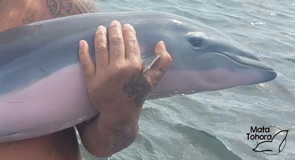 Le dauphin échoué dimanche à Mahina retrouvé mort