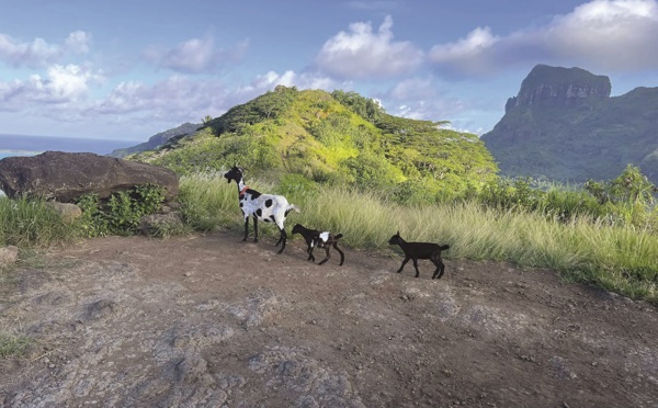 Trois chèvres libérées à Bora Bora