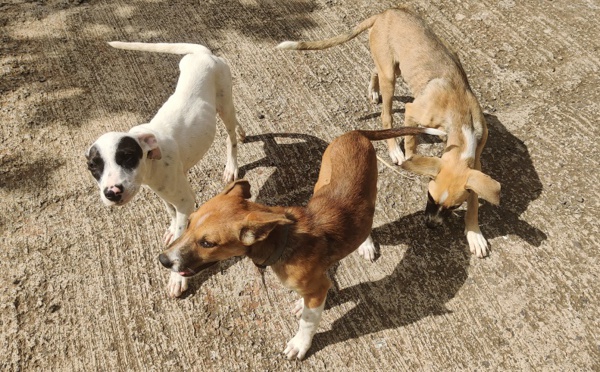 ​500 chiens et chats stérilisés à Moorea