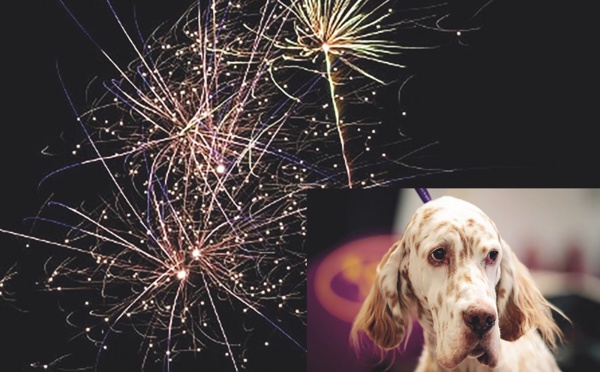 Les feux d'artifice mettent les chiens en pétard