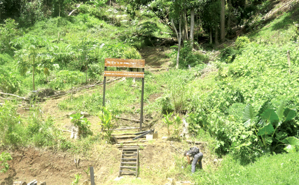 Moorea biodiversité montre le chemin de la préservation des forêts